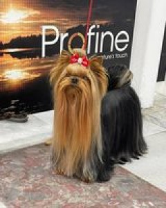 fido-2.jpg