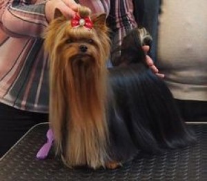 fido-3.jpg